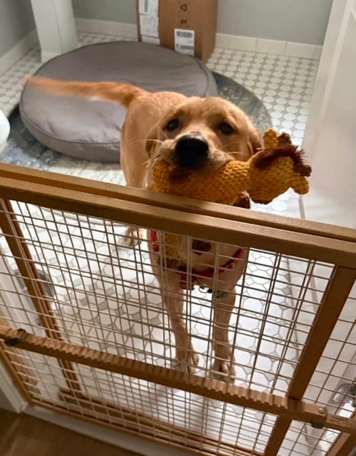 Photo of Kali, adoptable Labrador Retriever in Caldwell, New Jersey