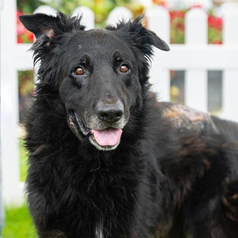Photo of Vinnie, adoptable German Shepherd Dog in Camarillo, California
