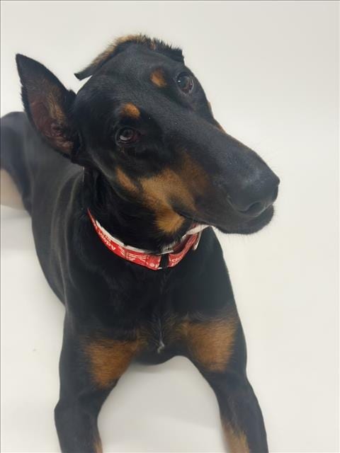Photo of Loba, adoptable Doberman Pinscher in Hayward, California