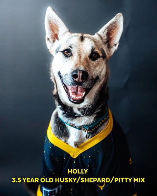 Photo of Holly, adoptable Siberian Husky in Cedar Crest, New Mexico
