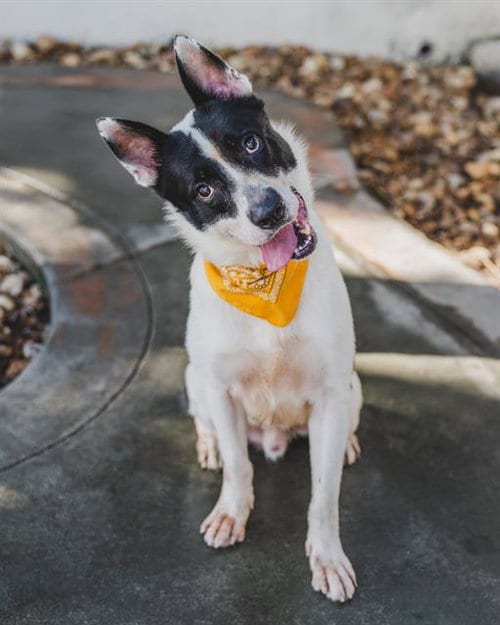 Photo of Frank, adoptable German Shepherd Dog in Miami, Florida