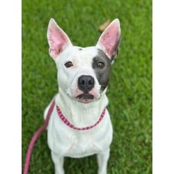 Photo of Truffles, adoptable American Pit Bull Terrier in Baton Rouge, Louisiana