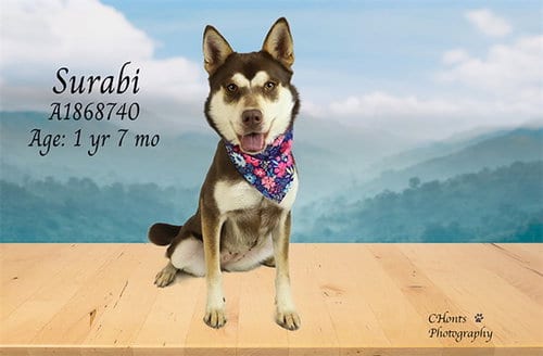 Photo of Sarabi, adoptable Siberian Husky in Thousand Palms, California