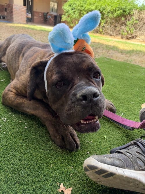 Photo of Bear, adoptable Cane Corso Mastiff in Goodyear, Arizona