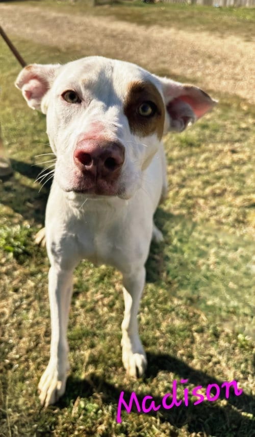 Photo of Madison, adoptable American Staffordshire Terrier in Jackson, Mississippi