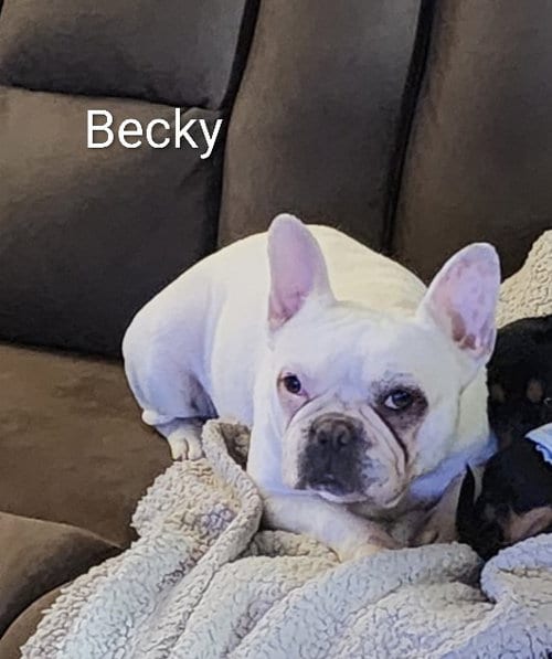 Photo of Becky, adoptable French Bulldog in Sioux Falls, South Dakota