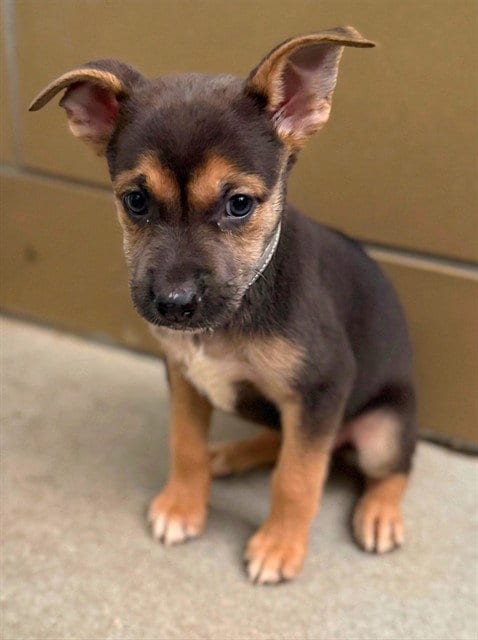Photo of Honey, adoptable German Shepherd Dog in Agoura, California