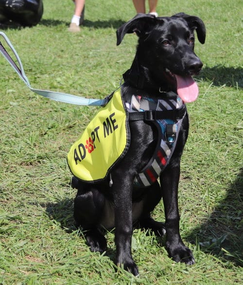 Photo of Arlo, adoptable Border Collie in Parker Ford, Pennsylvania