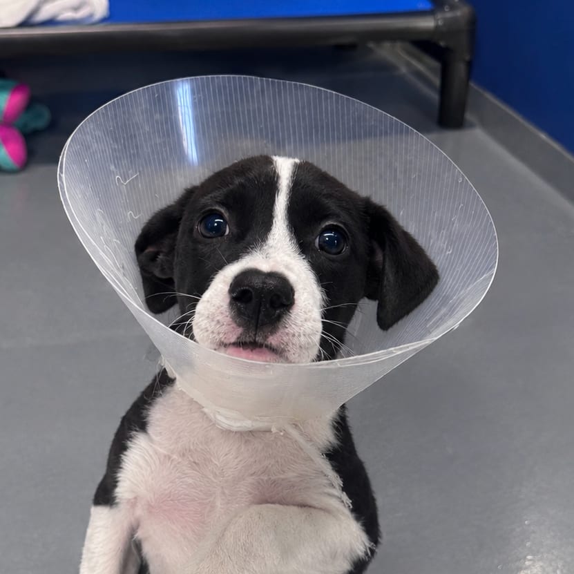 Photo of Mattie, adoptable Retriever, Labrador / Mixed Breed (Medium) in Staunton, Virginia
