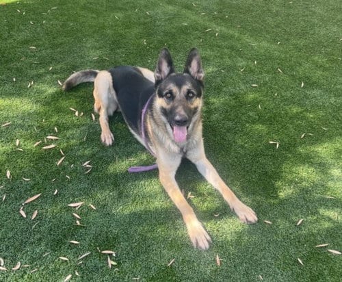 Photo of Sonic, adoptable German Shepherd Dog in Los Angeles, California