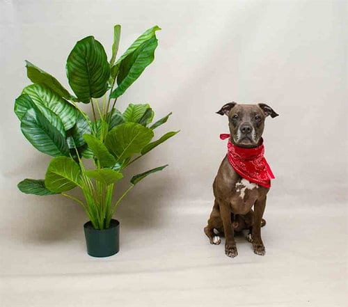 Photo of Nas, adoptable Terrier in Sanford, Florida
