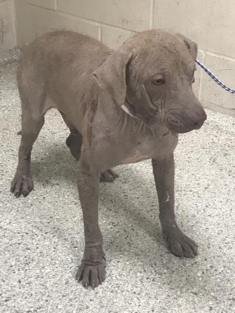 Photo of Bronte, adoptable Pit Bull Terrier in Conroe, Texas