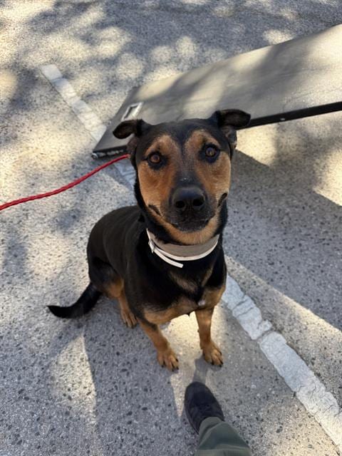 Photo of Spice, adoptable Rottweiler in Camarillo, California