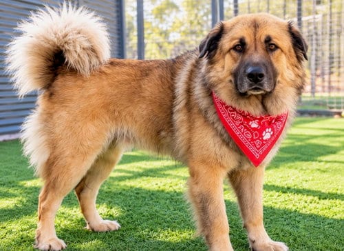 Photo of Charlie Brown, adoptable Leonberger in Euless, Texas