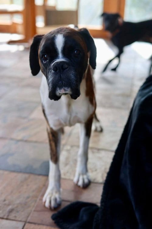Photo of Billy, adoptable Boxer in Duluth, Minnesota