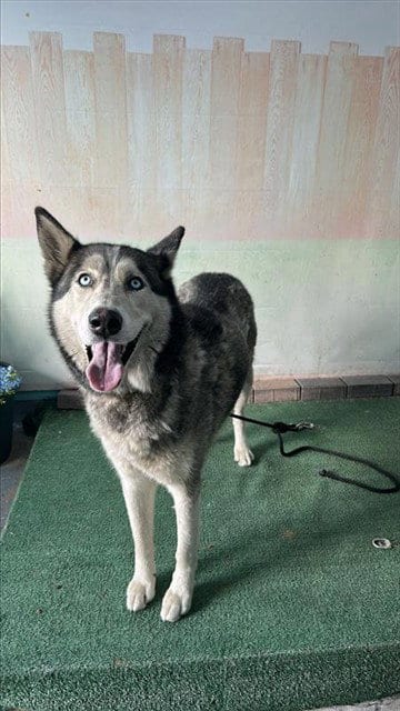 Photo of Canelo, adoptable Siberian Husky in Baldwin Park, California