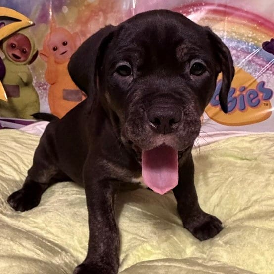 Photo of Dipsy, adoptable Rottweiler / Terrier, Pit Bull in Normal, Illinois