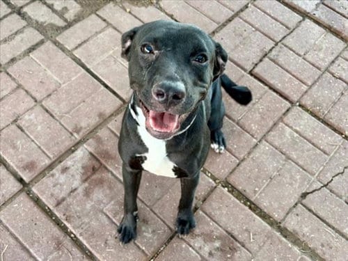 Photo of Karrah, adoptable Staffordshire Bull Terrier in Houston, Texas
