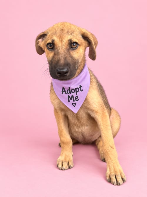 Photo of Bloom AS, adoptable German Shepherd Dog in Inglewood, California