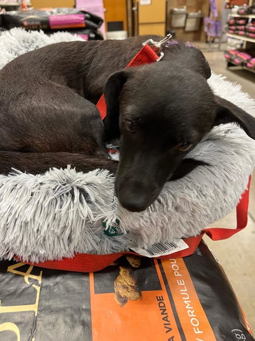 Photo of Belle, adoptable Dachshund in Pipe Creek, Texas