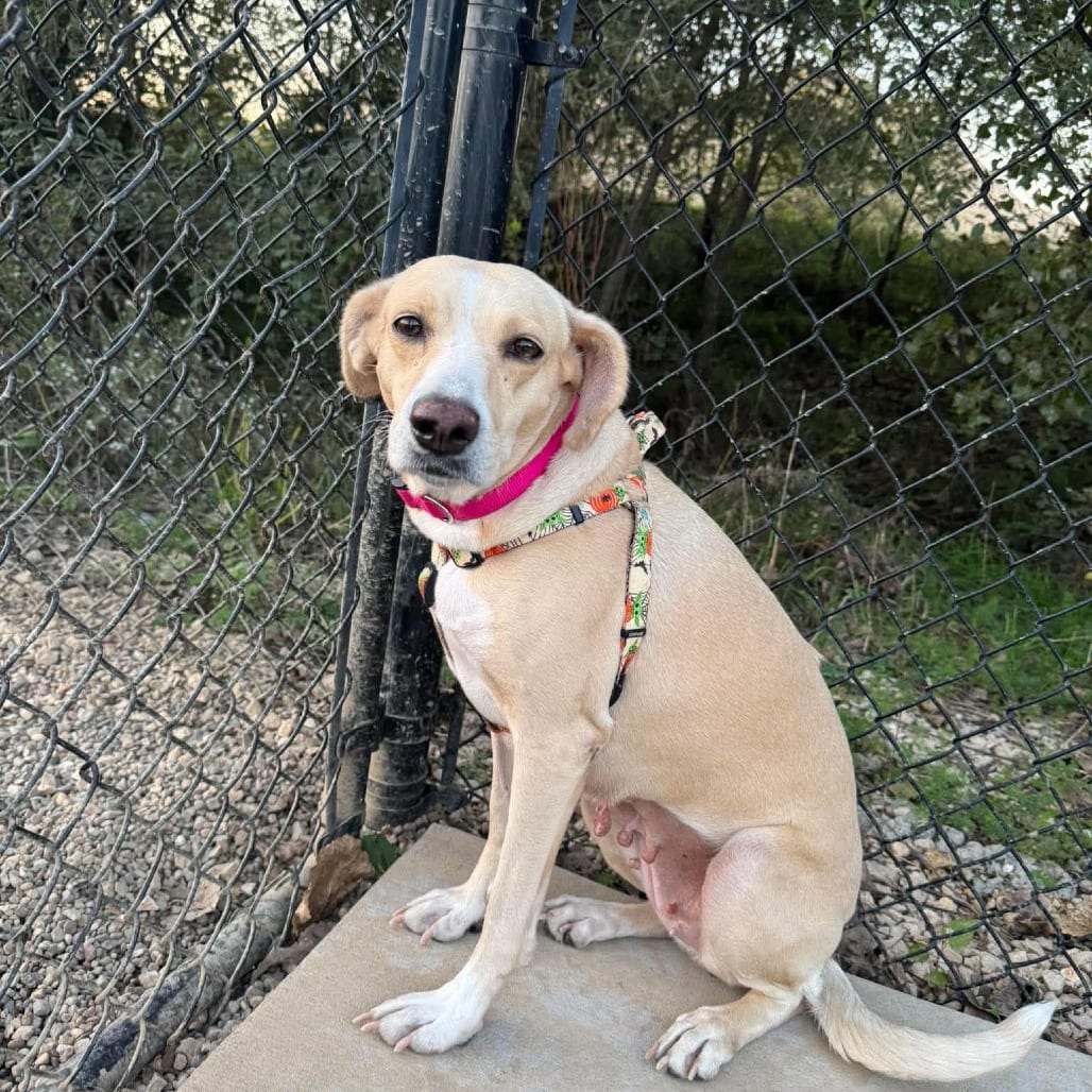 Photo of Sunshine, adoptable Retriever, Yellow Labrador / Mixed Breed (Medium) in Monticello, Iowa