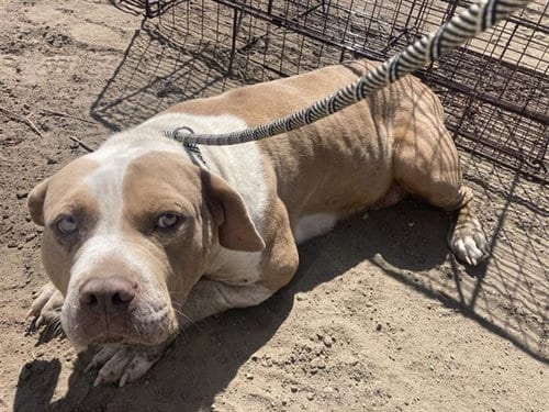 Photo of Kenia, adoptable American Bulldog in Salinas, California