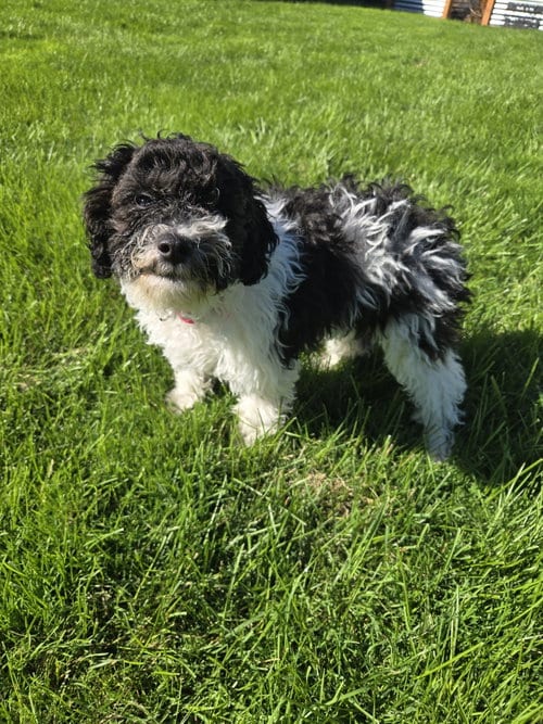 Photo of Oreo, adoptable Bichon Frise in Wheaton, Illinois
