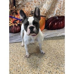 Photo of Leela, adoptable French Bulldog in Doral, Florida