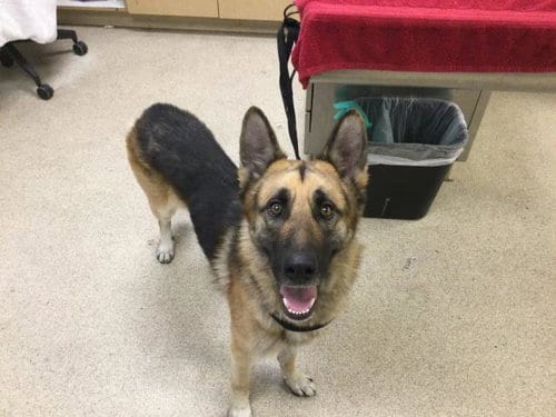 Photo of Stack, adoptable German Shepherd Dog in Riverside, California