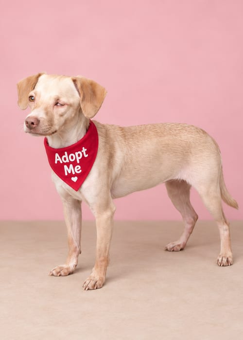 Photo of Roxy T, adoptable Chihuahua in Inglewood, California