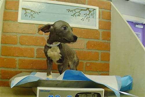 Photo of Chase, adoptable Staffordshire Bull Terrier in Houston, Texas