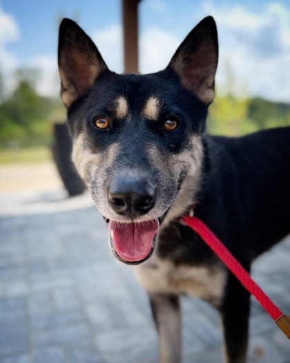Photo of Bateman, adoptable dog in Atlanta, Georgia
