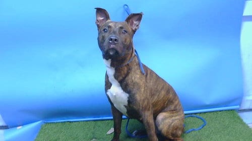 Photo of Cynthia, adoptable Pit Bull Terrier in Gardena, California