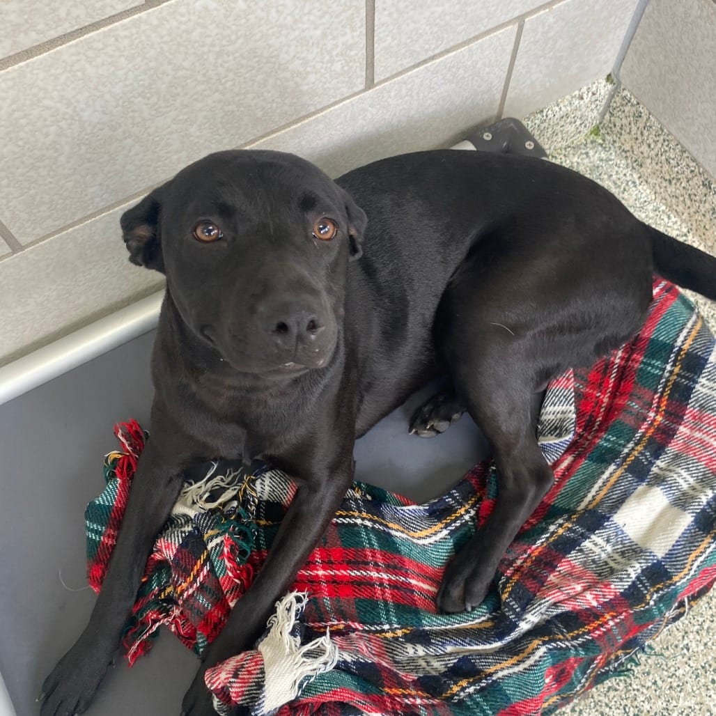 Photo of Gelato, adoptable Retriever, Labrador / Mix in Houston, Texas