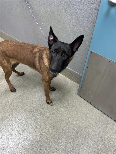 Photo of Java Chip, adoptable Belgian Shepherd Malinois in Las Vegas, Nevada