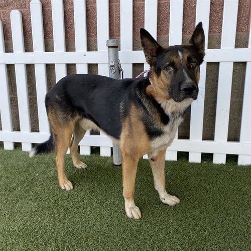 Photo of Bartholomew, adoptable German Shepherd Dog in Modesto, California
