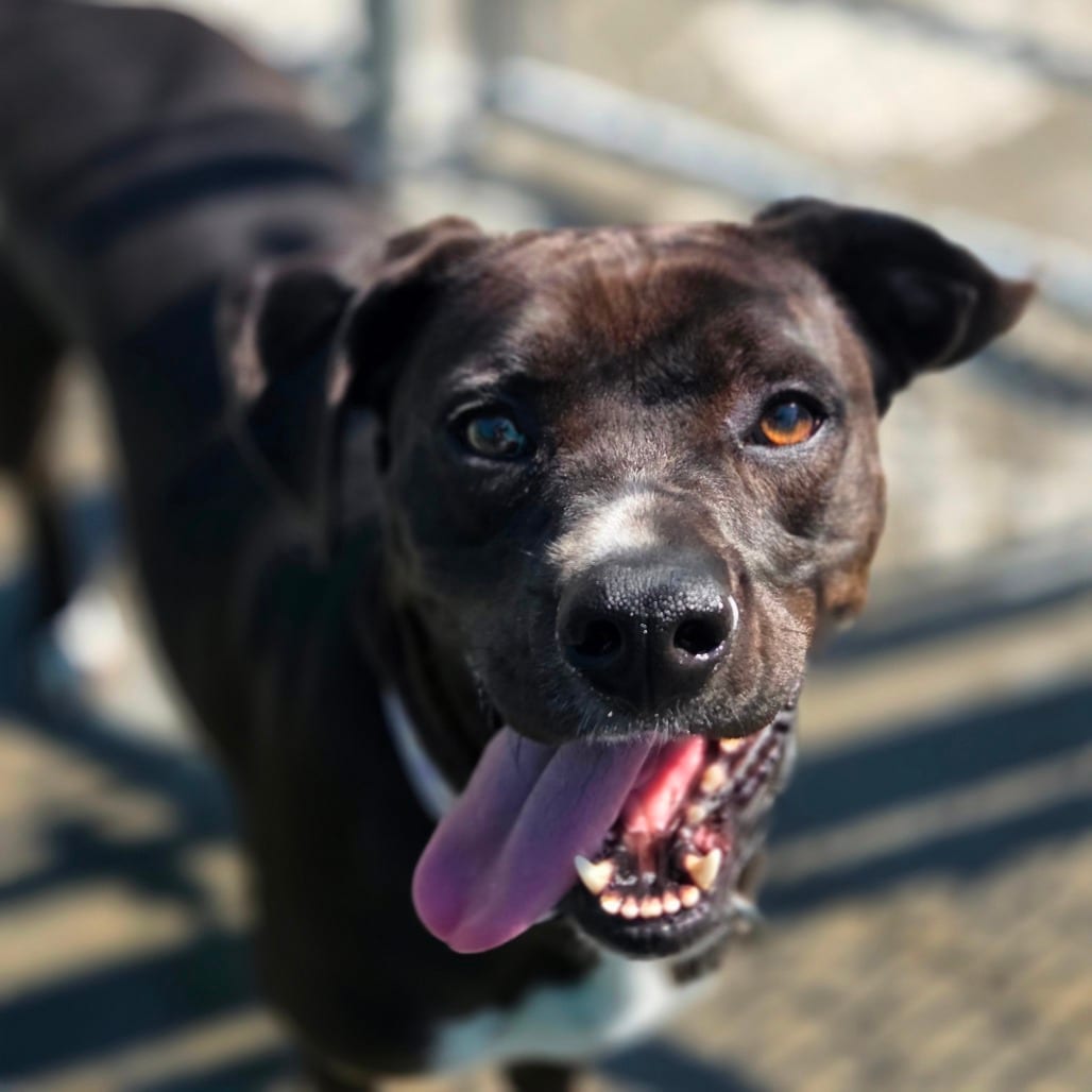 Photo of Jade, adoptable Mixed Breed (Medium) in Winfield, West Virginia