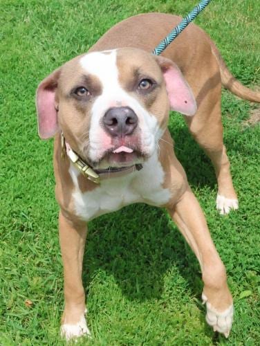 Photo of Norris, adoptable Pit Bull Terrier in Thief River Falls, Minnesota