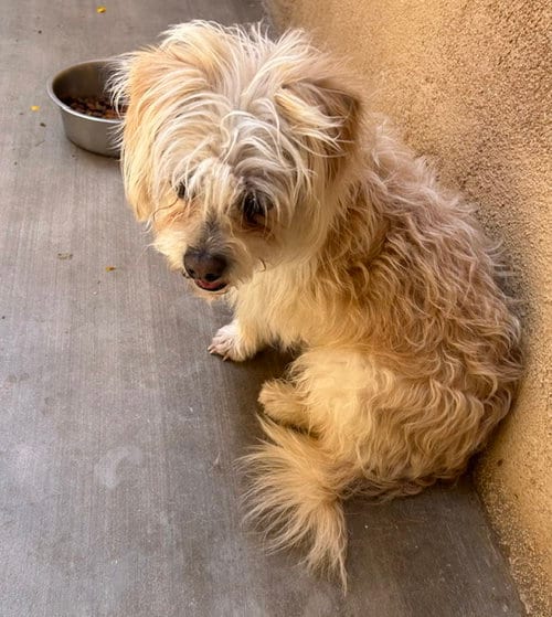 Photo of Arthur, adoptable Maltese in Apple Valley, California