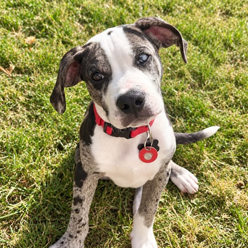 Photo of Eddie, adoptable Boxer in Nashville, Tennessee
