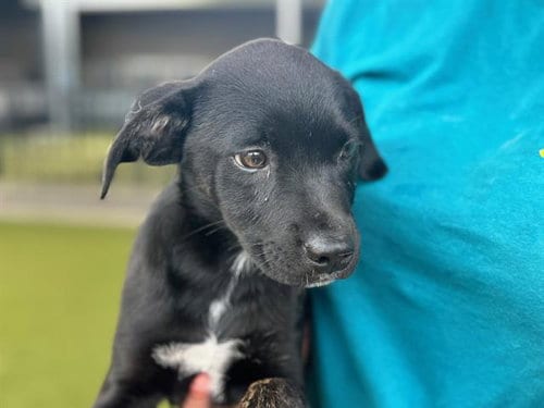 Photo of Casey Jones, adoptable American Staffordshire Terrier in Waco, Texas
