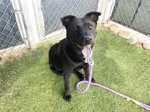 Photo of Sophie, adoptable Chow Chow in Phoenix, Arizona