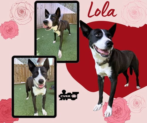 Photo of Lola, adoptable McNab in Lindsay, California
