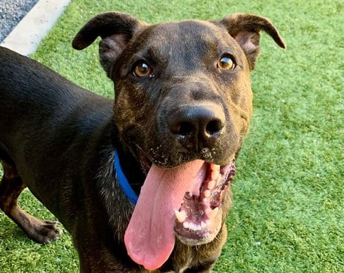 Photo of Warren, adoptable Pit Bull Terrier in Moreno Valley, California
