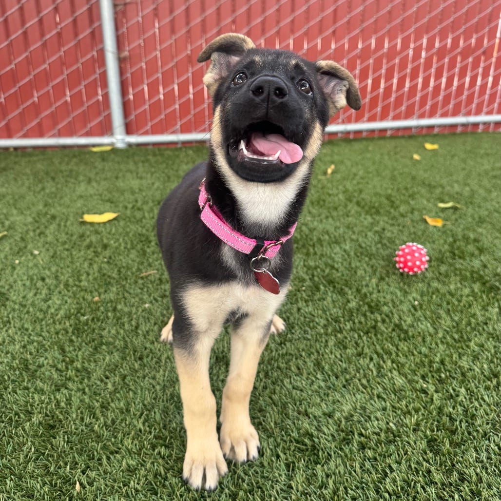 Photo of Jelly, adoptable Shepherd in Buellton, California