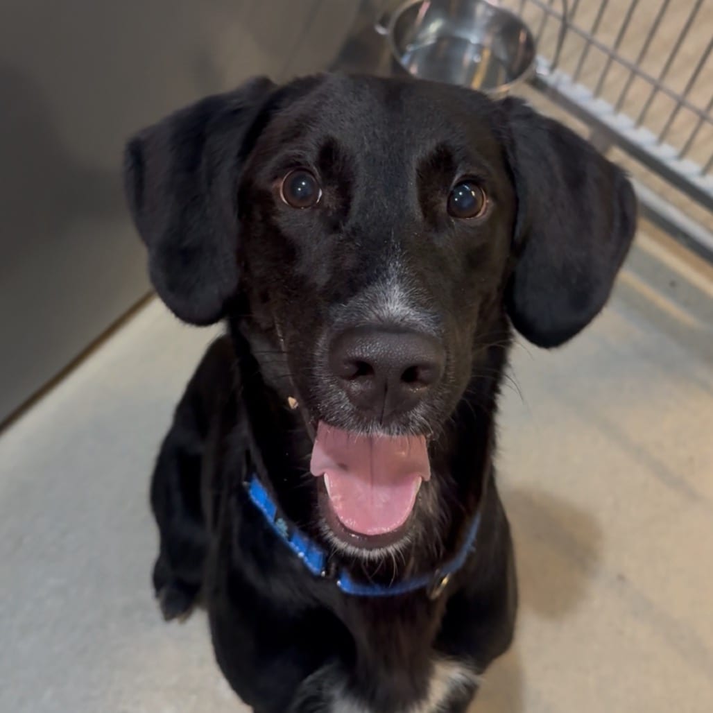 Photo of Megatron, adoptable Mixed Breed (Medium) in Fredericksburg, Virginia