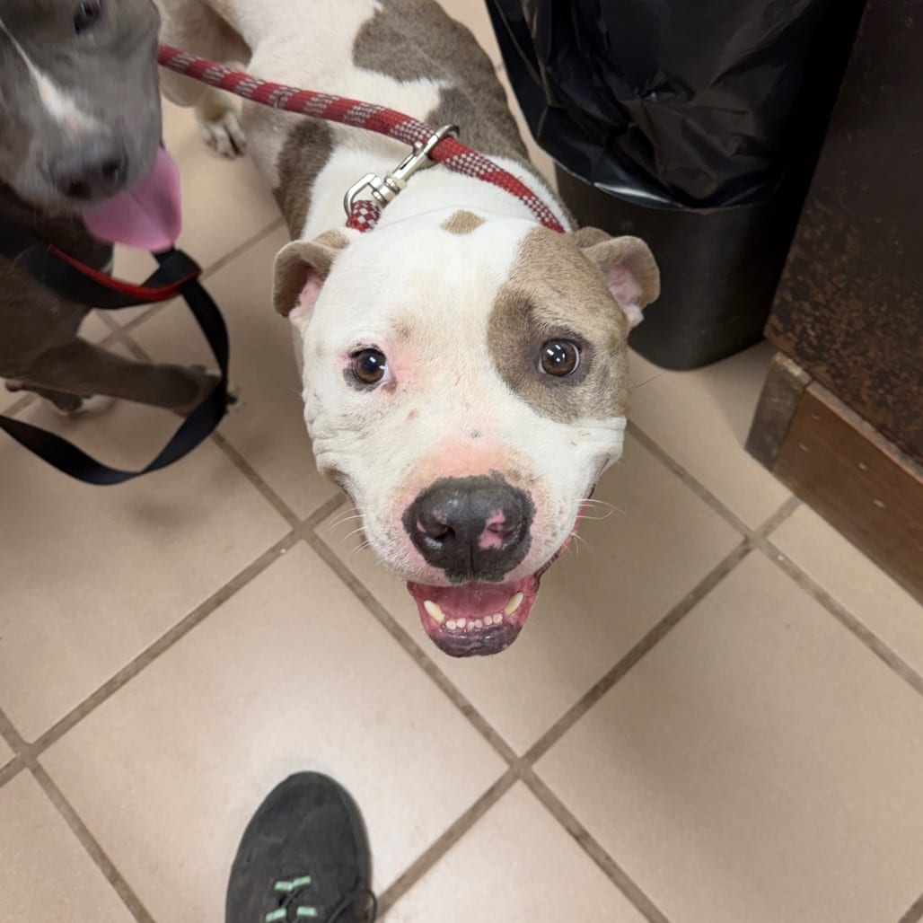Photo of Peanut, adoptable Terrier, Pit Bull in Starkville, Mississippi