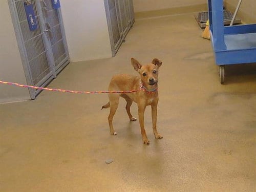 Photo of A928557, adoptable Chihuahua in Sacramento, California