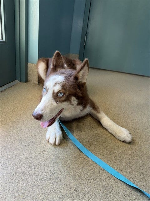 Photo of Akshan, adoptable Husky in Holbrook, New York