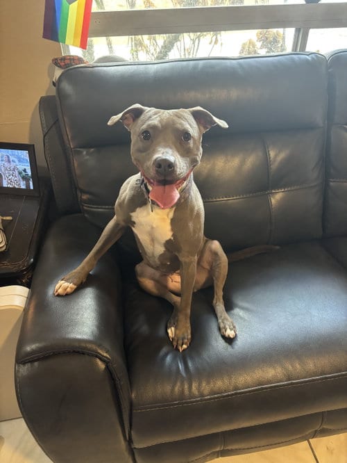 Photo of Penny (Penelope), adoptable Pit Bull Terrier in Orlando, Florida